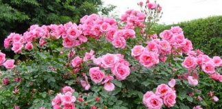 Hướng dẫn cách chọn hoa ngày Tết vừa bền và đẹp 1