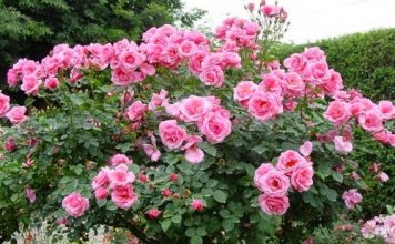 Hướng dẫn cách chọn hoa ngày Tết vừa bền và đẹp 1