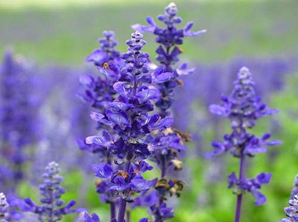 Sự tích và ý nghĩa của loài hoa violet tím ngọt ngào - 7