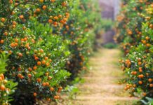 Cách trồng quất cảnh giúp thu hoạch làm giàu đúng dịp Tết Cách trồng quất cảnh giúp thu hoạch làm giàu đúng dịp Tết