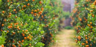 Cách trồng quất cảnh giúp thu hoạch làm giàu đúng dịp Tết