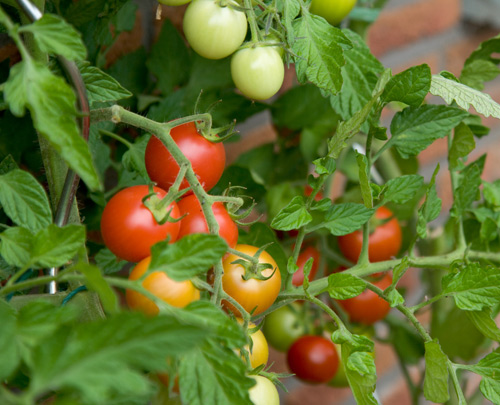10 bí quyết trồng cà chua tại nhà mau lớn - 11