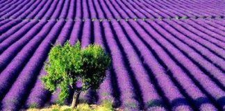 Tìm hiểu ý nghĩa của hoa oải hương - hoa Lavender - 1