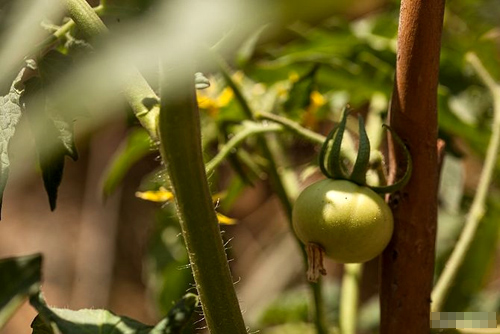 Cách trồng cà chua sạch nên thử ngay - 13