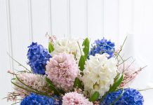 Cách trồng hoa Tiên ông mang an lành vào nhà đầu năm - 1