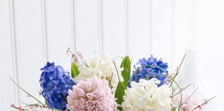 Cách trồng hoa Tiên ông mang an lành vào nhà đầu năm - 1