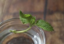 Cách trồng tía tô đất tại nhà sạch ngon và đơn giản - 1