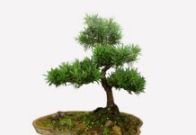 Cách bài trí cây tài lộc cho tiền luôn tràn túi Cách bài trí cây tài lộc cho tiền luôn tràn túi - 1