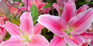 9 loài hoa cấm kỵ tuyệt đối không đặt trên ban thờ