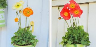 Chọn cây xanh trong trang trí chung cư - 1