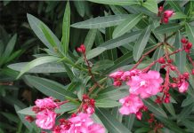 Những loại cây đẹp lắm độc nhiều - 1