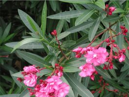 Những loại cây đẹp lắm độc nhiều - 1