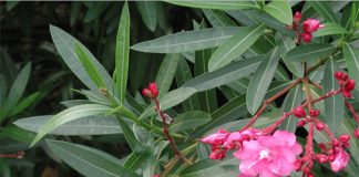 Những loại cây đẹp lắm độc nhiều - 1