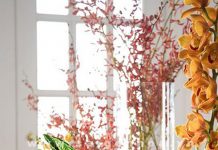 Các loại cây trồng trong nước vừa đẹp lại vừa ý nghĩa 1