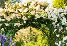 Lối vào nhà vườn thơ mộng với cổng hoa - 1