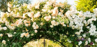 Lối vào nhà vườn thơ mộng với cổng hoa Lối vào nhà vườn thơ mộng với cổng hoa - 1