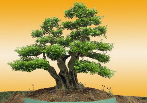 Phân chia các loại cây Bonsai theo nguồn gốc hình thành