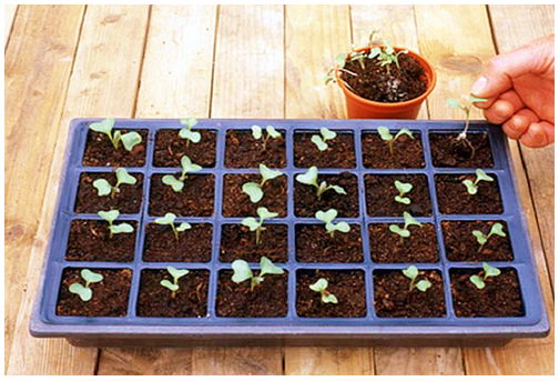 Cách trồng bắp cải xanh mướt an toàn và dễ dàng - 2