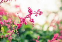 Cách chọn dàn hoa leo đẹp cho căn nhà Chọn dàn hoa leo đẹp cho nhà phố - 1