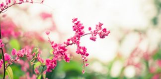 Chọn dàn hoa leo đẹp cho nhà phố - 1