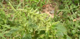 Cách hay chữa viêm họng, Sức khỏe, Chua viem hong, tri viem hong, meo tri viem hong, la xuong song, tri ho, rau den gai