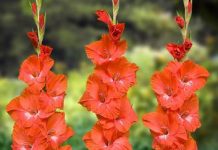 Sự tích ý nghĩa của hoa lay ơn mỏng manh đầy sức sống - 1