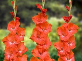 Sự tích ý nghĩa của hoa lay ơn mỏng manh đầy sức sống - 1