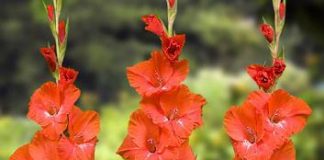 Sự tích ý nghĩa của hoa lay ơn mỏng manh đầy sức sống - 1