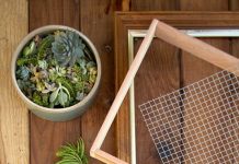 Làm vườn treo sen đá xanh mướt góc sân - 1