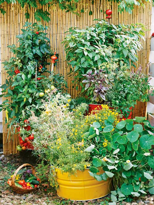 Tập trồng rau tại nhà như chuyên gia - 3
