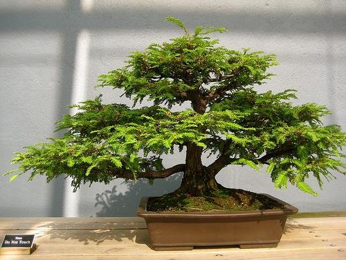 Cách chăm sóc cây bonsai trong nhà để giữ dáng cho cây 1