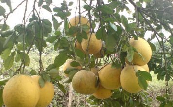 Hướng dẫn cách trồng bưởi diễn - 1