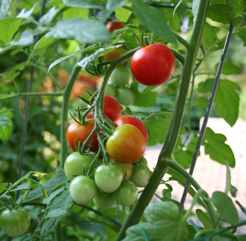 10 bí quyết trồng cà chua tại nhà mau lớn - 12