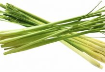 Cách đuổi muỗi an toàn với 9 loại cây quen thuộc 1