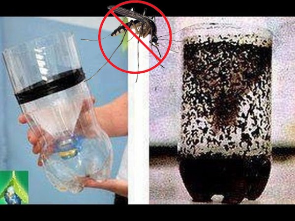 Cách làm bẫy muỗi để tiêu diệt hàng trăm con cực hiệu quả 6