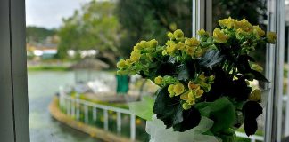 Những điều cấm kỵ khi đặt bình hoa trong phòng khách 1