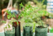 Cách trồng cà chua sạch nên thử ngay - 1