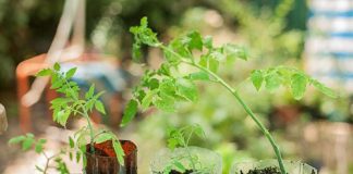 Cách trồng cà chua sạch nên thử ngay - 1