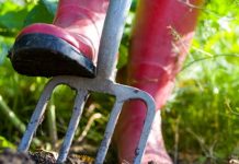 6 lưu ý quan trọng khi trồng rau trong vườn - 1