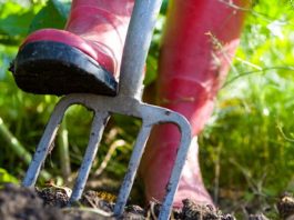 6 lưu ý quan trọng khi trồng rau trong vườn - 1