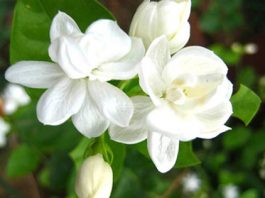 Hoa nào không nên cắm trên bàn thờ? - 1