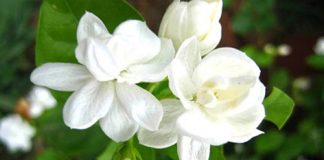 Hoa nào không nên cắm trên bàn thờ? - 1