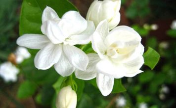 Hoa nào không nên cắm trên bàn thờ? - 1