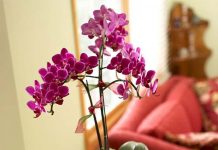 Tô điểm cho nhà bằng cây hoa Giáng sinh - Archi