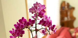 Tô điểm cho nhà bằng cây hoa Giáng sinh - Archi