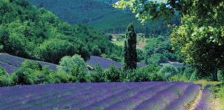 Nước Pháp tháng 6 – rợp trời lavender