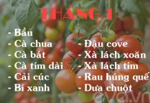 Mách chị em lịch trồng rau tại nhà trong 12 tháng 1