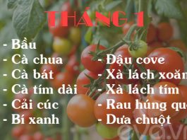 Mách chị em lịch trồng rau tại nhà trong 12 tháng 1