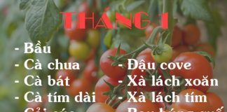 Mách chị em lịch trồng rau tại nhà trong 12 tháng 1