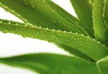 Cách trồng cây nha đam đơn giản chẳng cần phải nghĩ